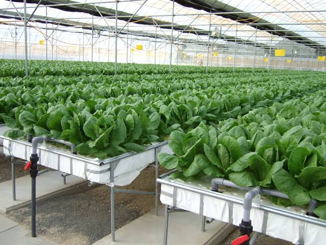 Hydroponic Farming