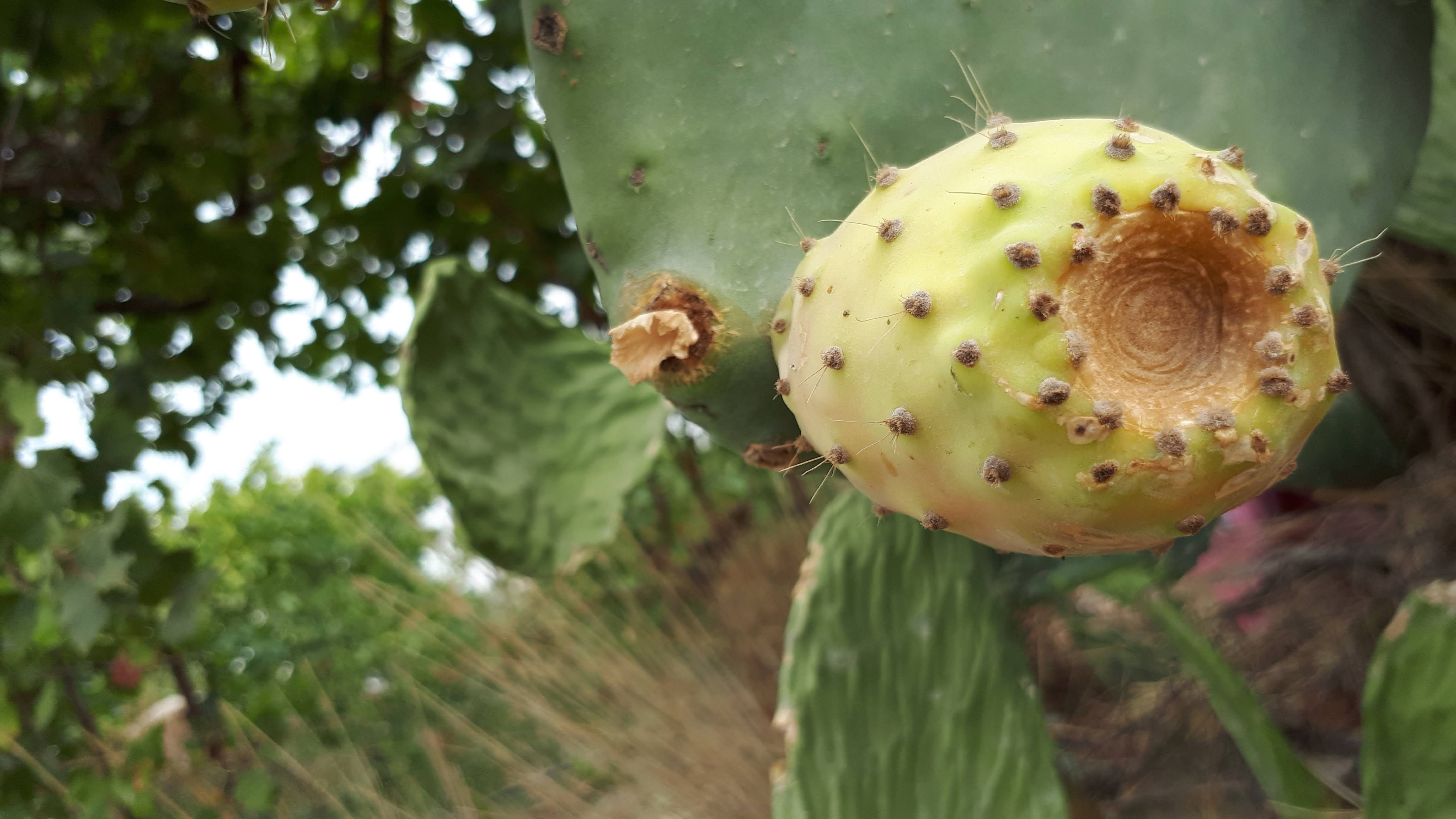 A prickly pear