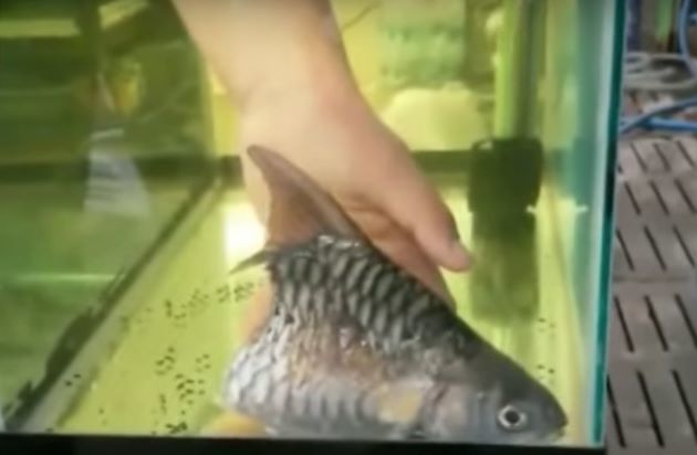 Selama 6 Bulan Ikan Ini Dapat Bertahan Hidup Hanya Dengan Setengah Tubuh