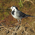 The ubiquitous wintering White Wagtail