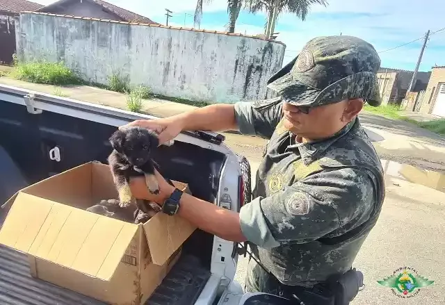 Polícia Ambiental resgata cães em situação de maus tratos e autua infrator