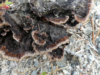 Théléphore terrestre - Thelephora terrestris 