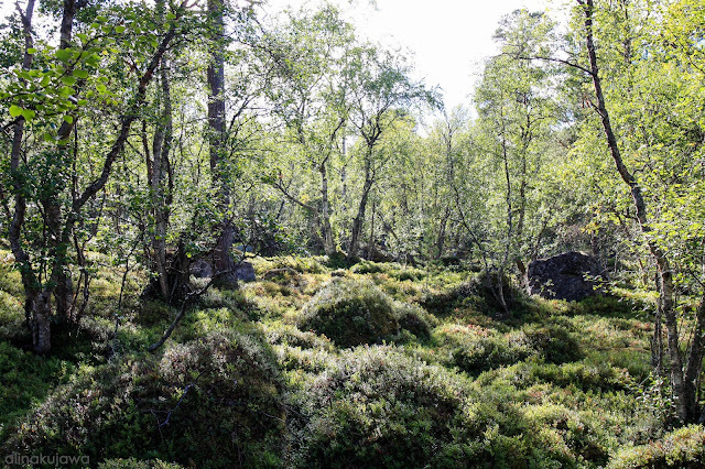 Norwegia - Park Narodowy Femundsmarka