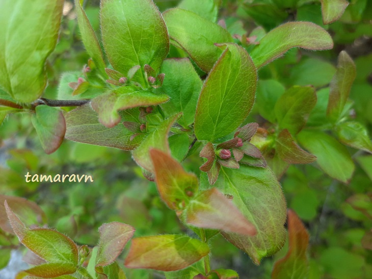 Абелия корейская / Забелия двуцветковая разновидность корейская (Abelia coreana, =Zabelia biflora var. coreana)