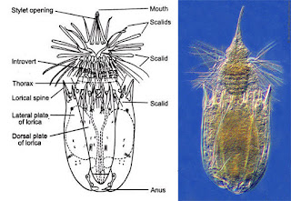 largest phylum in kingdom animalia, kingdom animalia phylum kelas ordo, kingdom animalia phylum list, kingdom animalia phylum chordata lyrics, largest phylum of kingdom animalia, largest phylum under kingdom animalia, largest phylum among kingdom animalia, kingdom animalia phylum mammalia, kingdom animalia phylum mollusca class cephalopoda