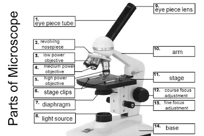 23+ Diagram Of A Labeled Microscope