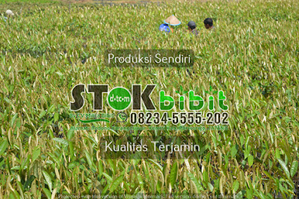 Kelapa                                                                                            kelapa jatuh