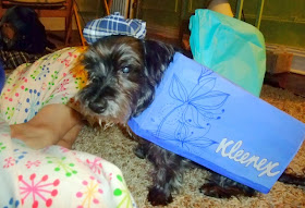 dog tissue box costume for Halloween