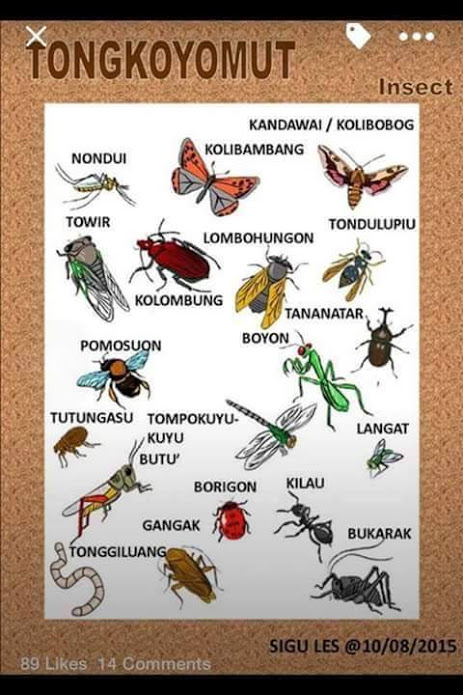 Mari belajar Bahasa Kadazan Dusun Nama Serangga Nurul 