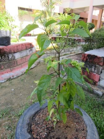 Bayu Lestari: TAMANAN HERBA - 1