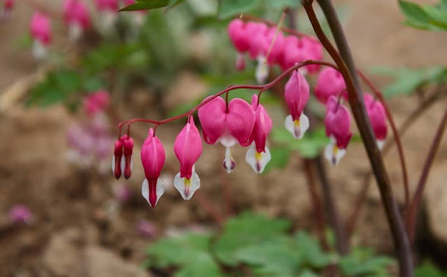 Bleeding Heart Flowers Pictures