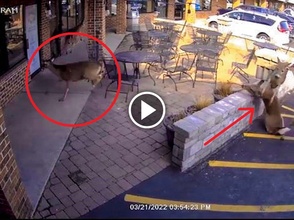 Viral video of a herd of deer crashing into a pub