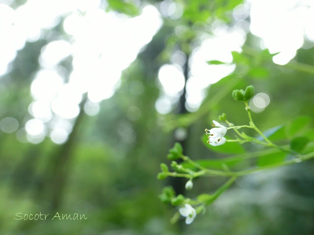 Boenninghausenia albiflora