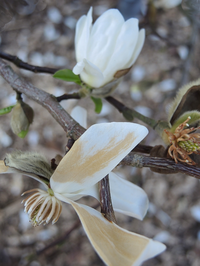 Antwerpen: de Magnoliaroute in het Rivierenhof