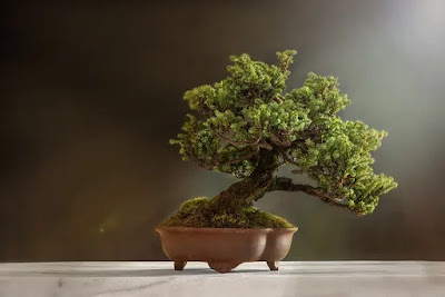 Bonsai tree, bonsai tree image, bonsai business