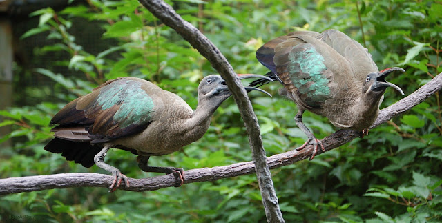 A pair of hadada ibises perches on a vine, with beaks open.