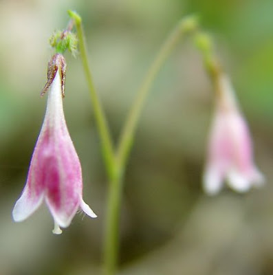 Twinflowers, photo by Robin Atkins