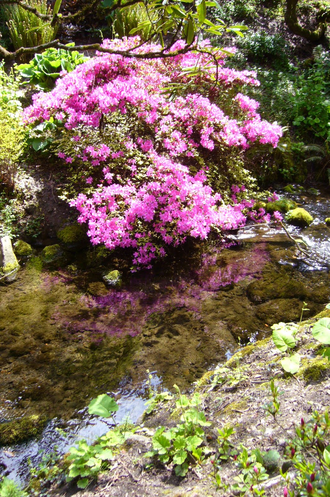 Amateur Bot-ann-ist: Crystal Springs Rhododendron Garden (Portland ...