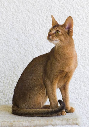 One out of the smallest cat breeds in the world is Abyssinian.