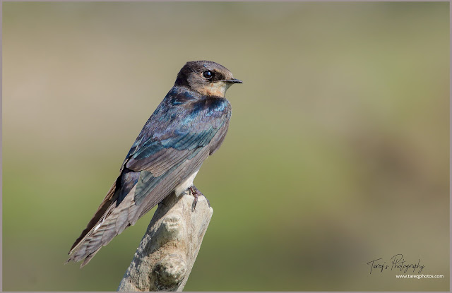 Barn swallow