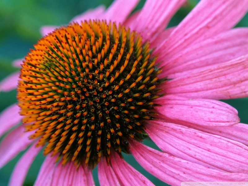 cone_flower-wallpaper-800x600.jpg