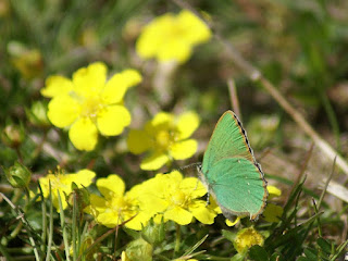 Thècle de la ronce - Argus vert - Callophrys rubi