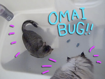 cat-vs-bug