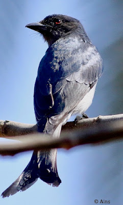 White-bellied Drongo - resident