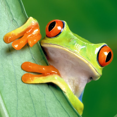 Frog Funny iPad Wallpeper