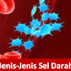 Jenis-Jenis Sel Darah Beserta Fungsinya