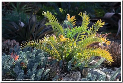 ever photography workshop at the Ruth Bancroft Garden My best pictures from a recent photography workshop at the Ruth Bancroft Garden