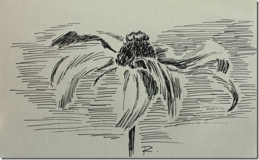 ink drawing of black-eyed susan