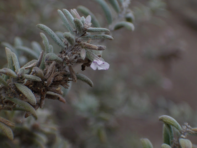 Micromeria tenuis subsp. linkii 02