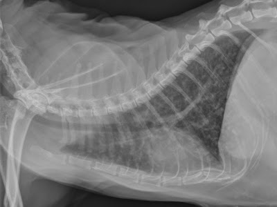 √ Téléchargement gratuit! radiographie patte chat 255296-Radiographie patte chat