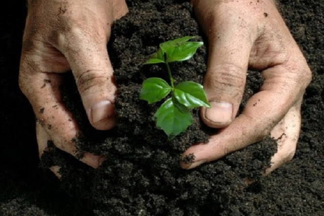 3 langkah memperbaiki tanah kebun yang berproduksi rendah menjadi subur