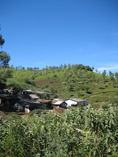 Niligris farm
