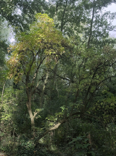 Yellowing elder tree in woods