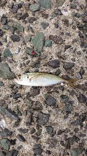 泳がせ釣りの活き餌のアジ