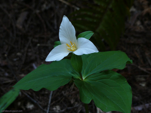 big petals of three