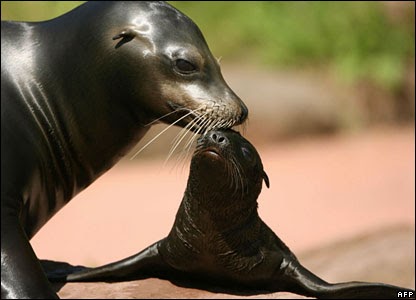 How To Recognize The Sea Lion Seal Walrus Fur Seal Sea Cow Cm