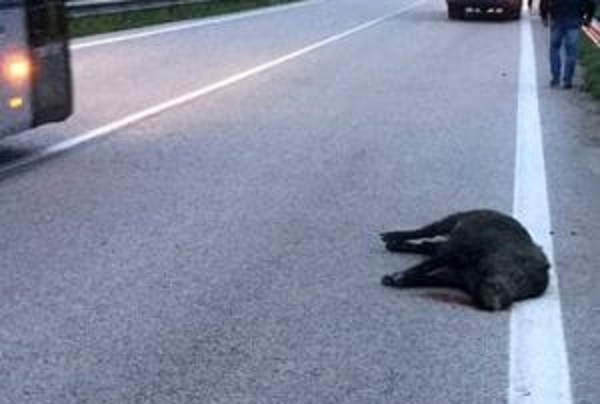 Cinghiali in autostrada, terribile incidente sull'A26: due morti