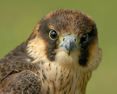 beautiful birds