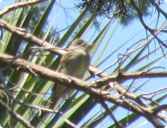 7 Eastern Wood Pewee Bird