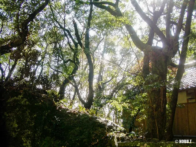 三重県熊野市「花窟神社」