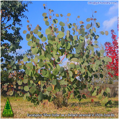 Cold hardy ornamental Eucalyptus polyanthemos coppice regrowth as a dieback perennial in a USDA Zone 8 garden / Rebrote de cepa en Eucalipto Silver Dolar ornamental resistente a las heladas / Cold hardy ornamental Eucalyptus Silver Dollar coppice regrowth as a dieback perennial in a USDA Zone 8 garden / GIT Forestry Consulting, Consultoría y Servicios de Ingeniería Agroforestal, Galicia, España, Spain / Eucalyptologics, information resources on Eucalyptus cultivation around the world / Eucalyptologics, recursos de informacion sobre el cultivo del eucalipto en el mundo, Spain