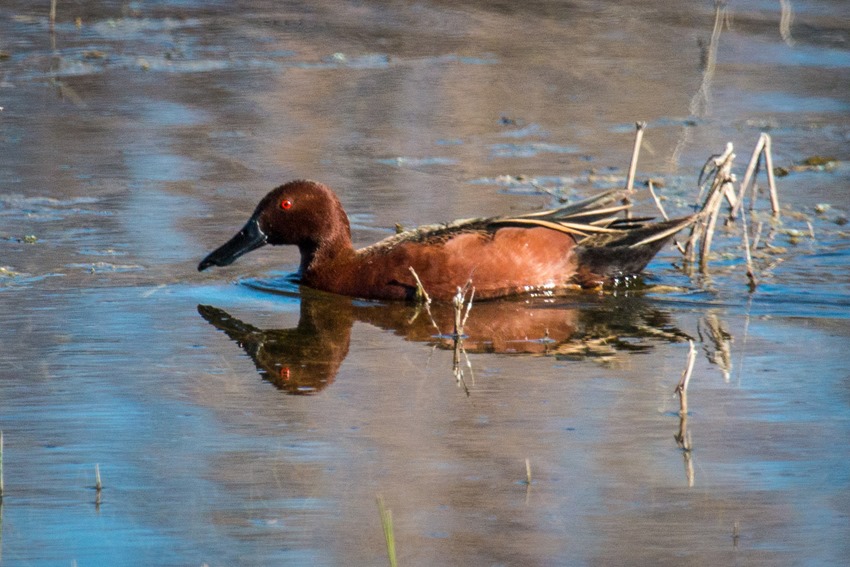 Cinnamon Teal male IMG_9970