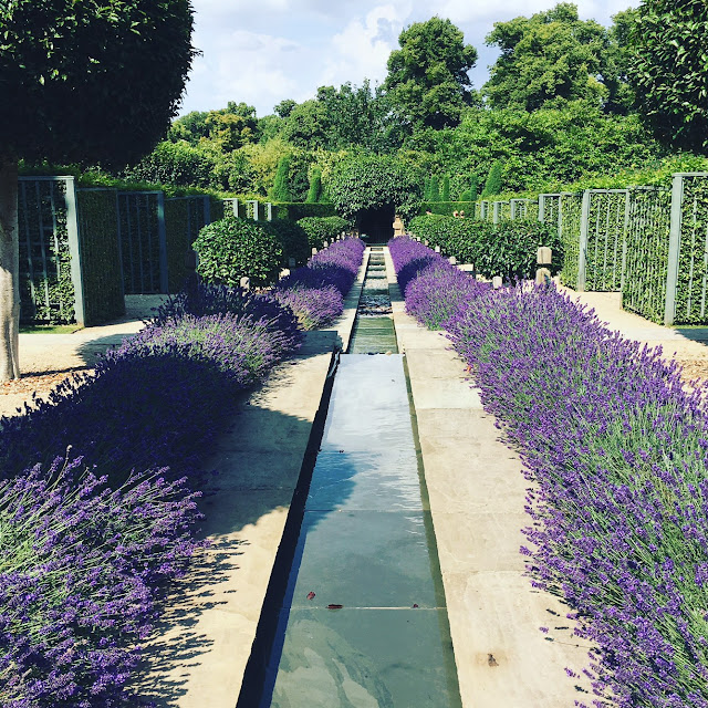 Lavender in the English Countryside