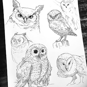 08-Owl-drawing-study-Animal-Drawings-Eve-Berthelette-www-designstack-co