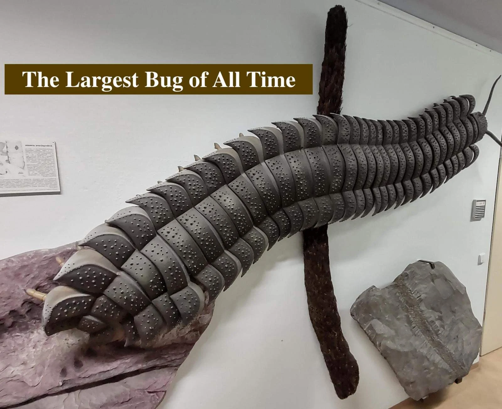 The Largest Bug of All Time