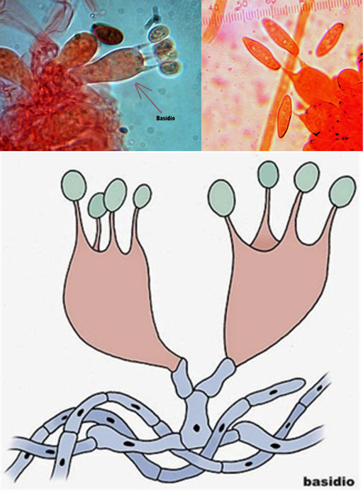 Microfotografías y modelos del basidio y sus cuatro basidiosporas.  Los basidios producen cuatro basidiosporas, pero debido a que estas se liberan pueden encontrarse especímenes con menos.